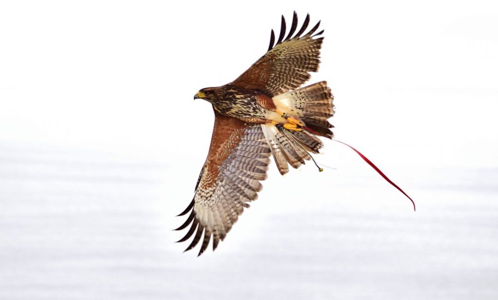 8  Interesting Facts About Red-Tailed Hawk
