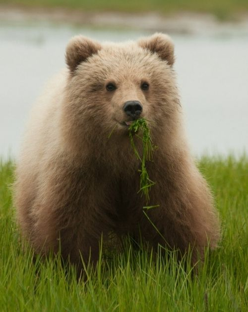 Basic Brown Bears Facts