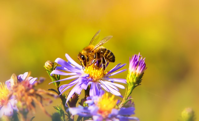 Bee on Flower during Spring