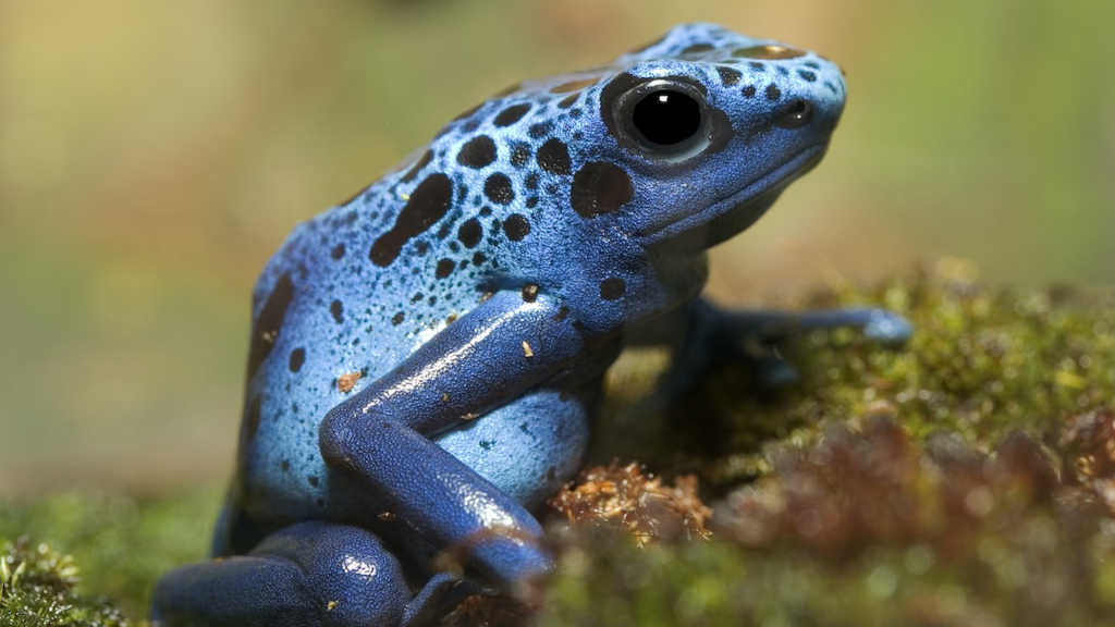 Blue Colored Poison Dart Frog
