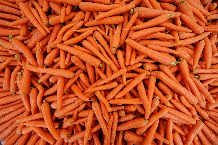 Carrots Farming