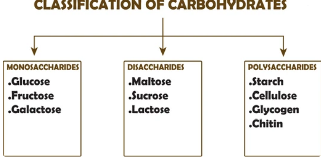 Classification of Carbohydrates into Three Categories