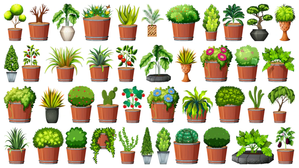 Different Tyoes of Plant