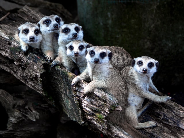 Group of Meerkat