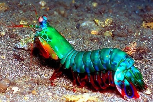 Mantis Shrimp Diet