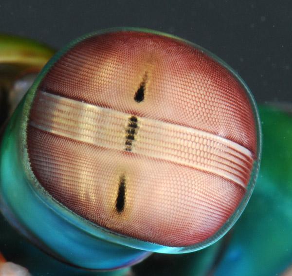Mantis Shrimp Eyes