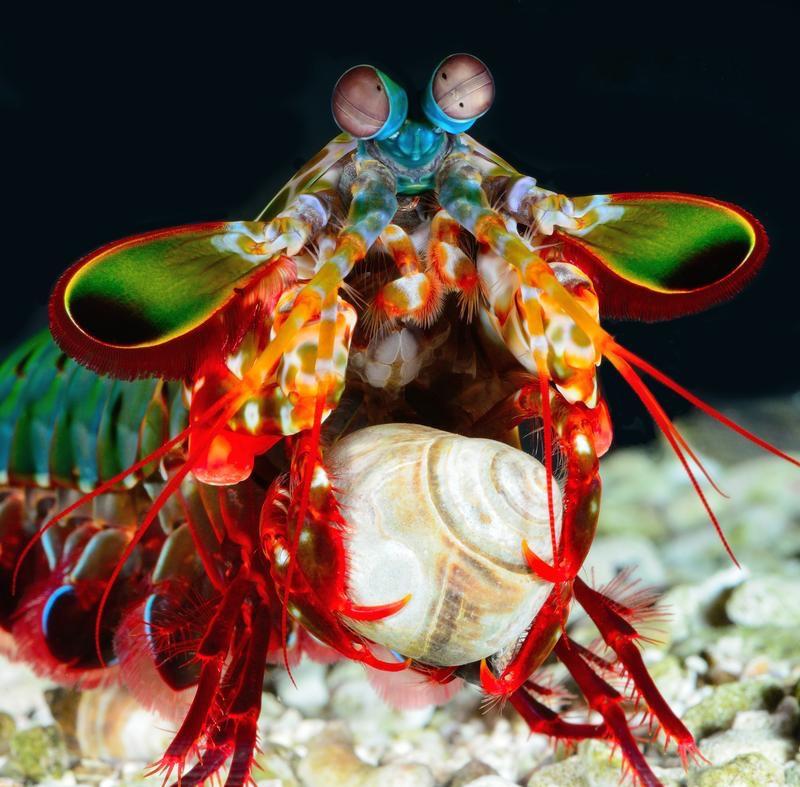 Mantis Shrimp Face