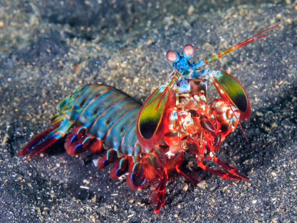 Mantis Shrimp Full Body