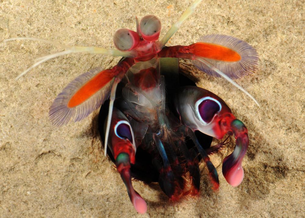Mantis Shrimp Habitat
