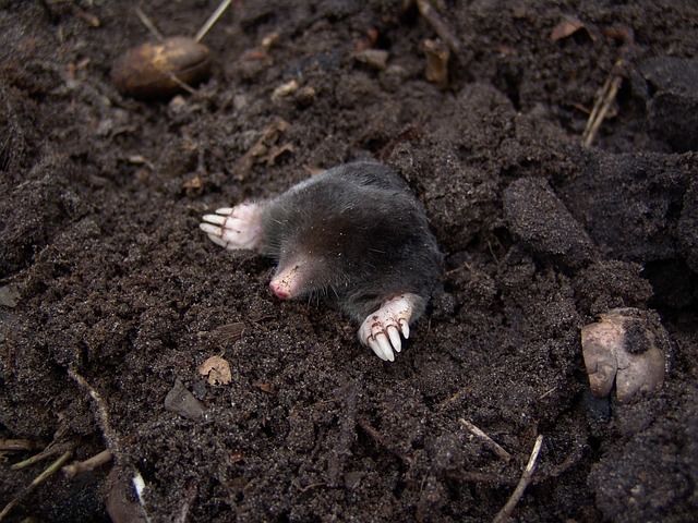 Facts About Moles - Habitat and Range