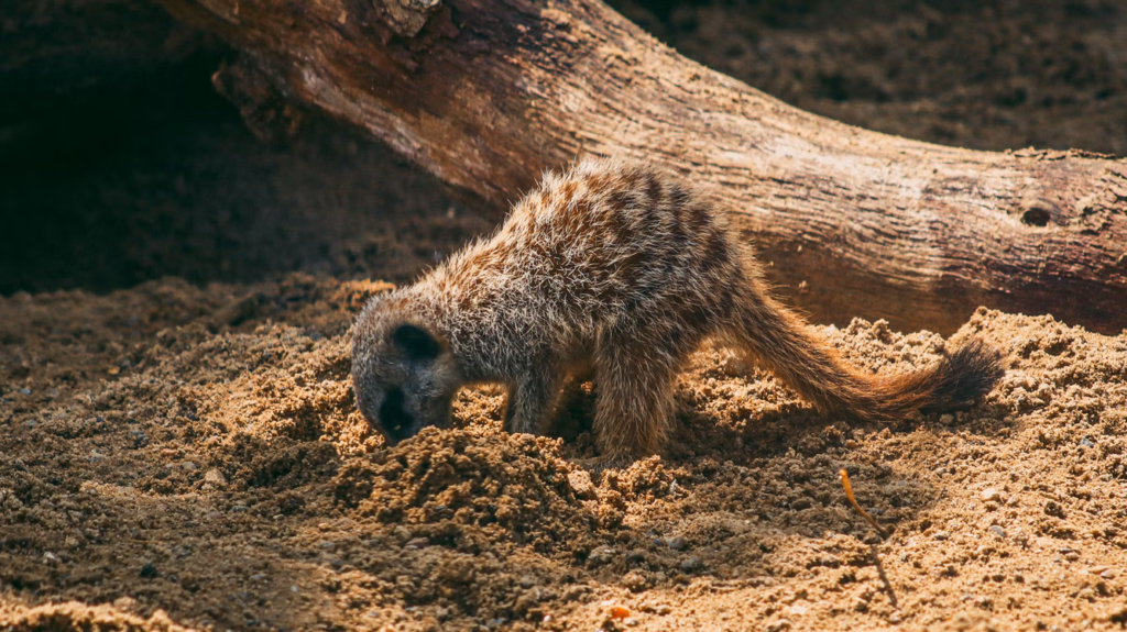 Meerkat Digging on Sand