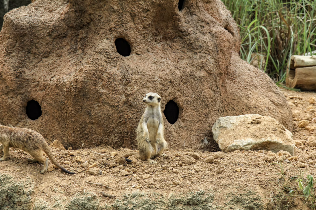 Meerkat burrow