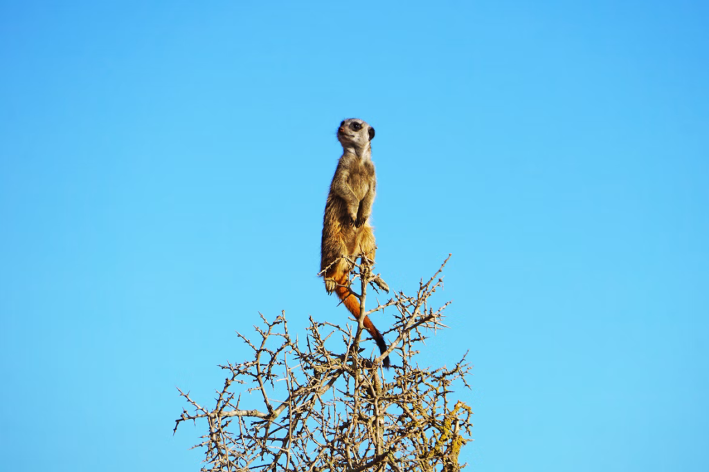 Meerkat on the top of the tree