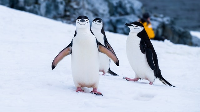 Penguins in the Southern Ocean