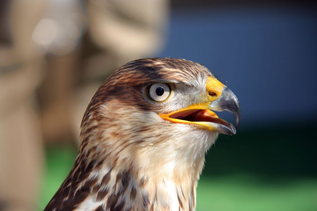 Red-Tailed Hawk Face