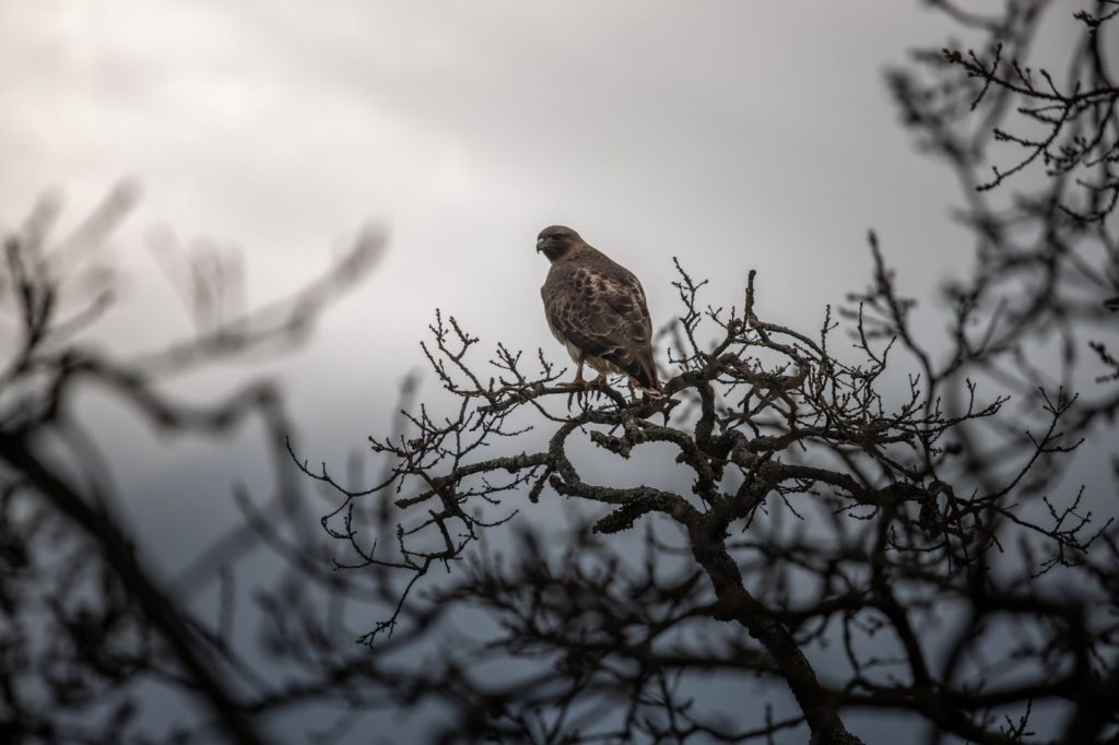 Red-Tailed Hawk on Tree