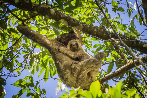 Sloth on Tree