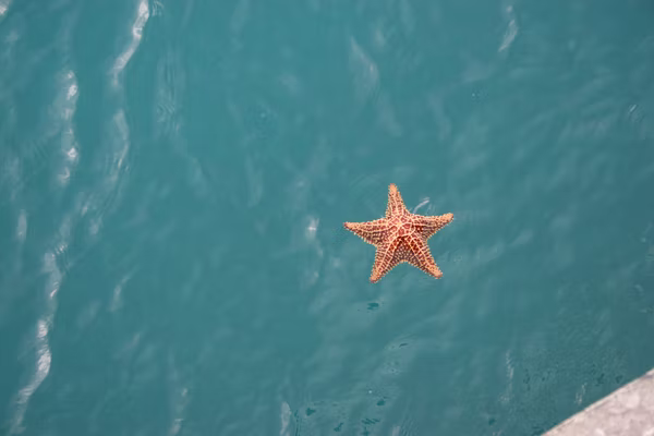 Starfish on the surface of the water