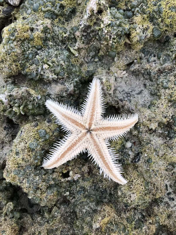 Starfish on the surface