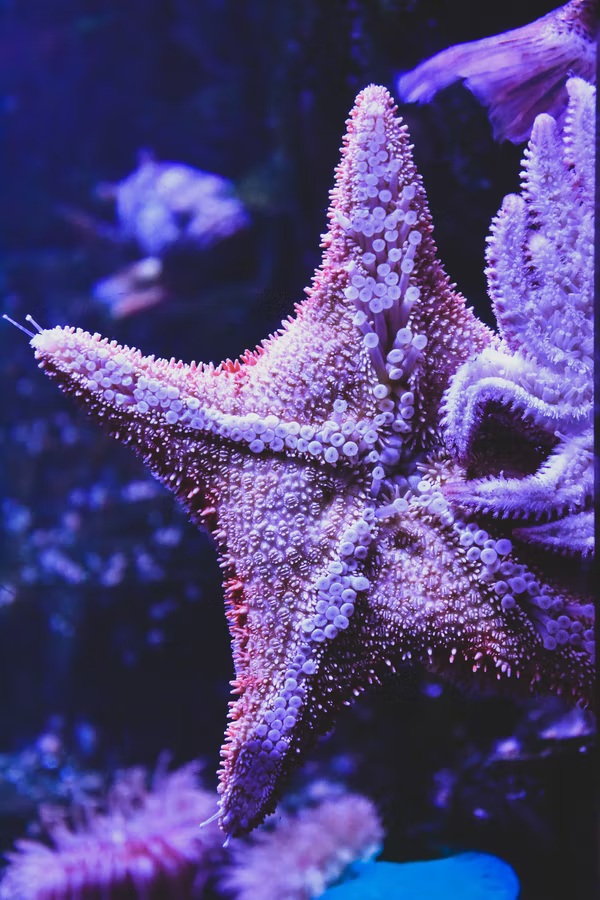 Starfish with its tube feets