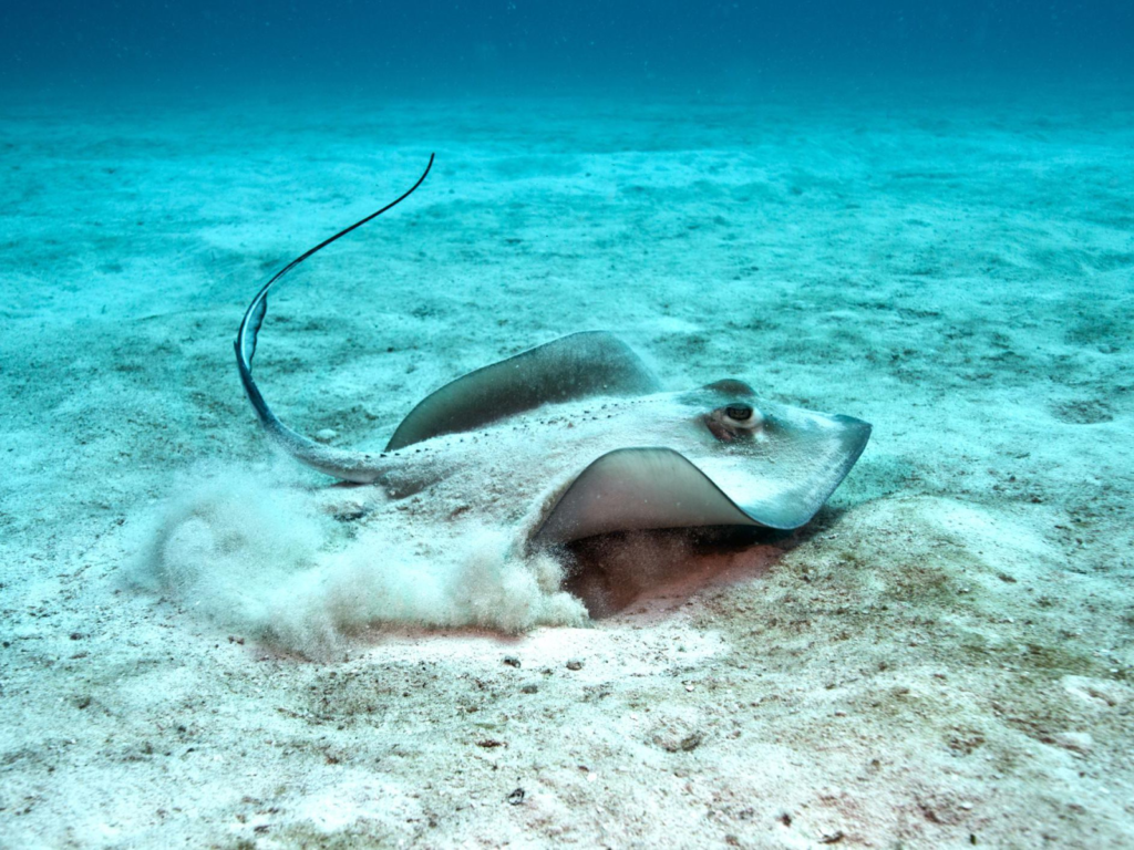 Stingray on the bottom of the water