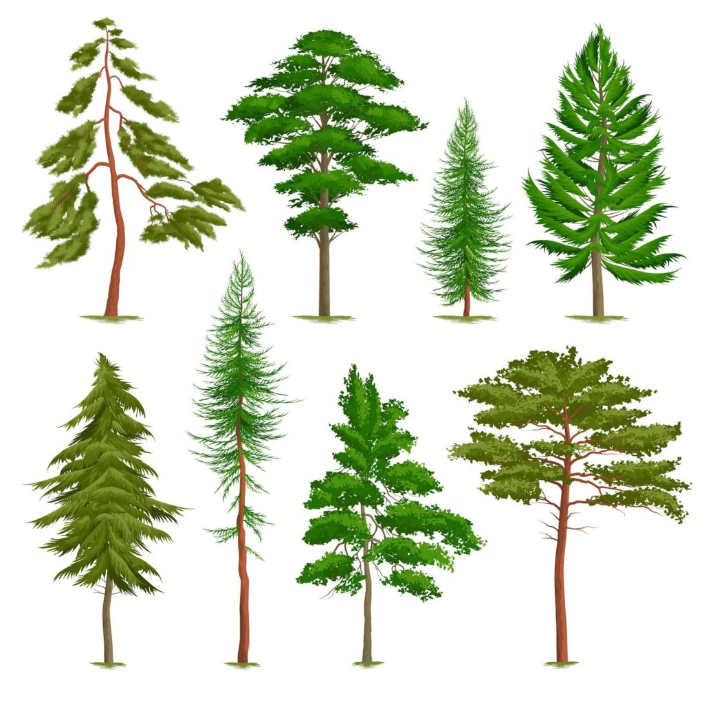 Types of Pine Tree