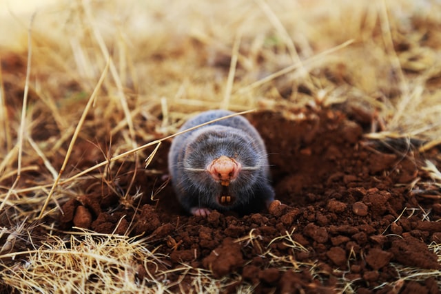 Facts About Moles