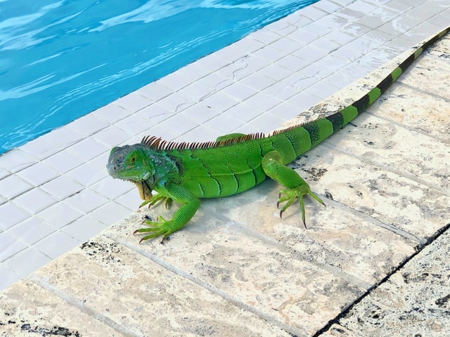 Can swim like any other reptile