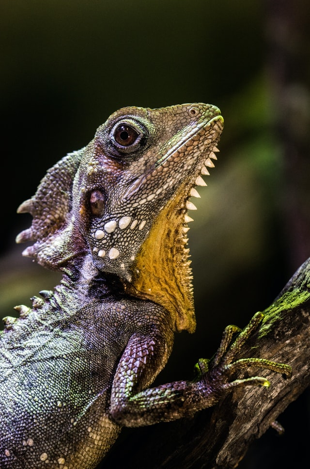 Iguanas can communicate with each other