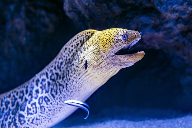 Common Types of Eels