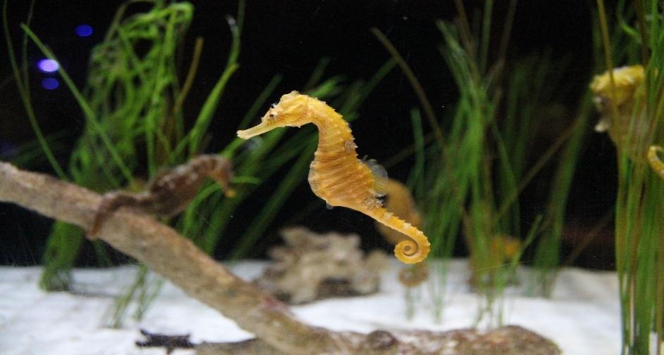 Interesting Facts About Seahorse