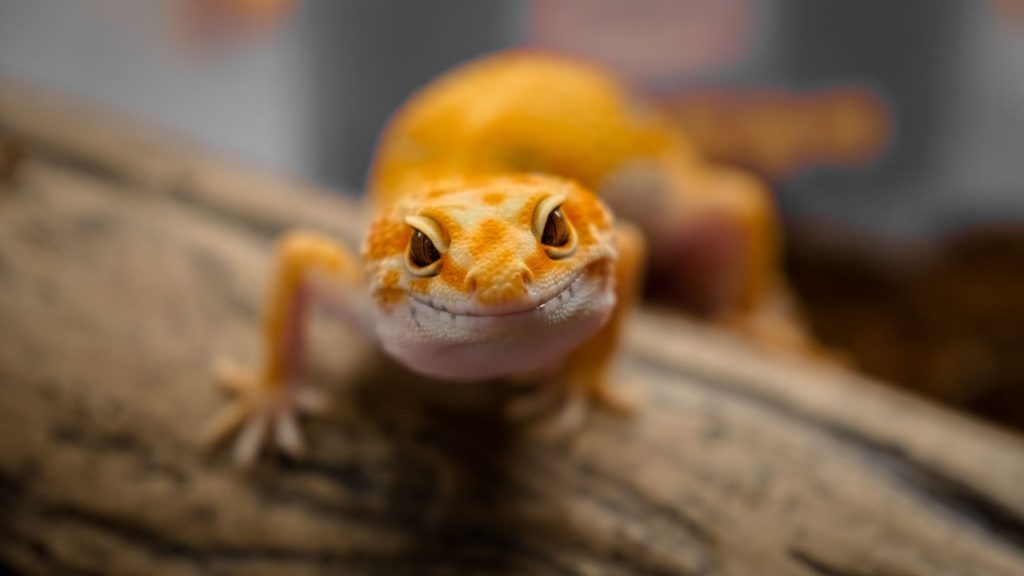 Amazing Facts About Geckos