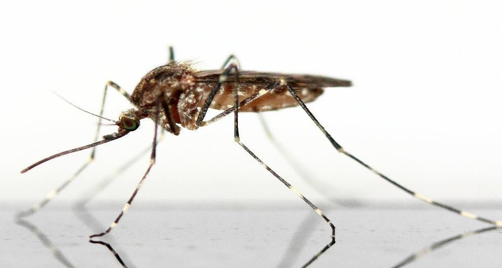 Interesting Facts About Mosquito