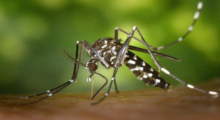 Mosquitoes Are More Attracted To Some People