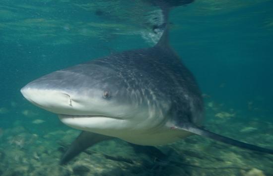 Interesting Facts About Bull Shark