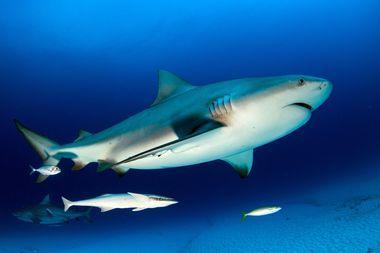 How Fast Can A Bull Shark Swim