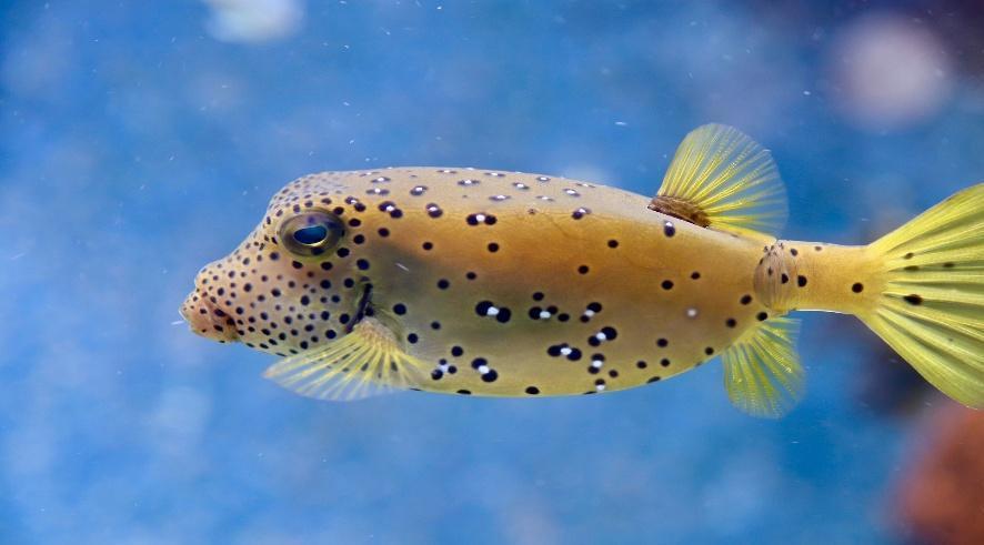 12 Interesting Facts About Puffer Fish