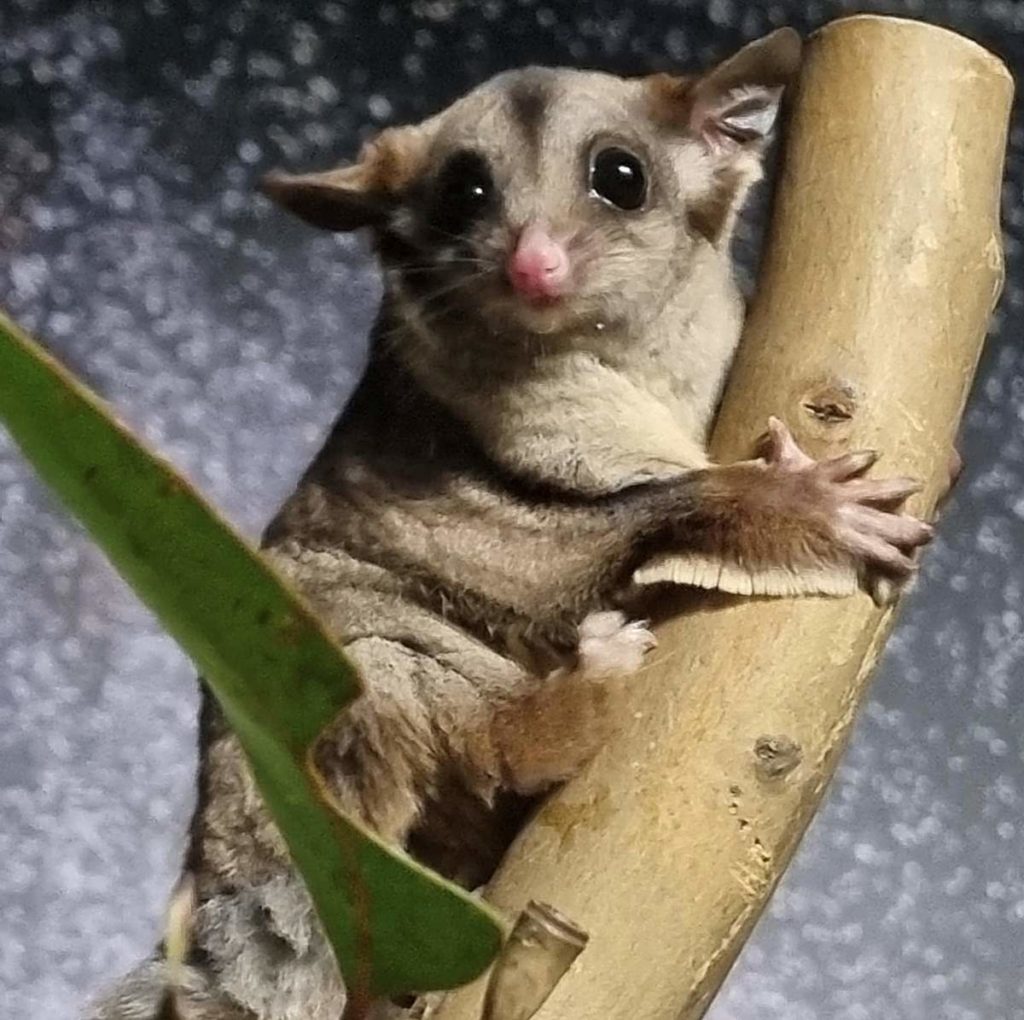 Sugar Gliders with Opposable Thumbs