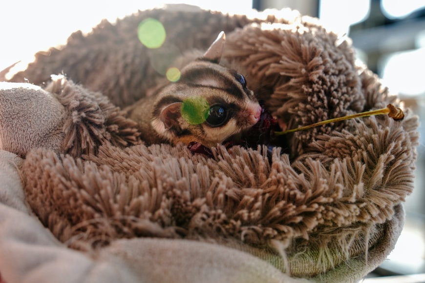 Sugar Gliders - Most Frequently Illegally Traded Animal