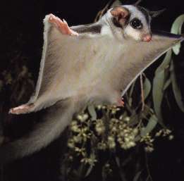 Sugar Glider with Special Tail