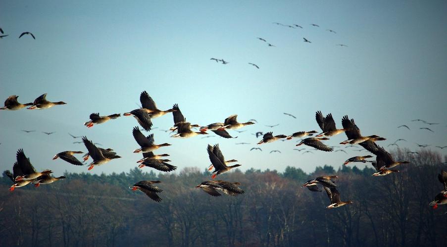 Why Do Birds Migrate?