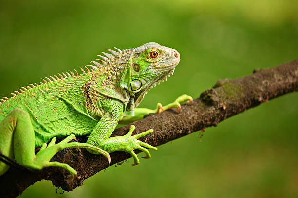 Iguana facts for kids