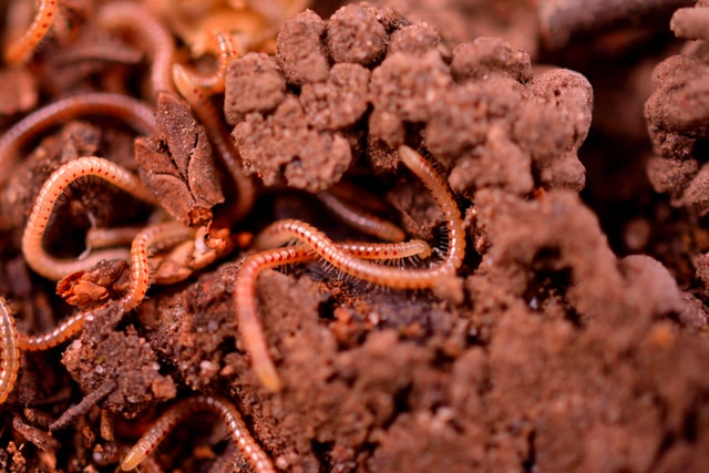 Facts about Worms