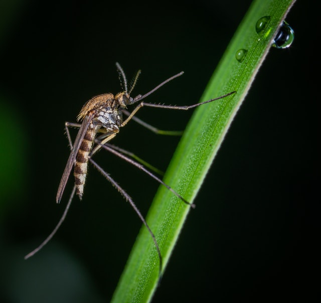 Mosquito - Appearance