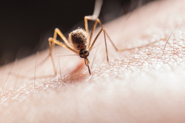 Only Female Mosquitoes Bite