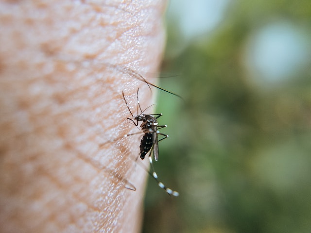 Mosquitoes: Deadliest Animals