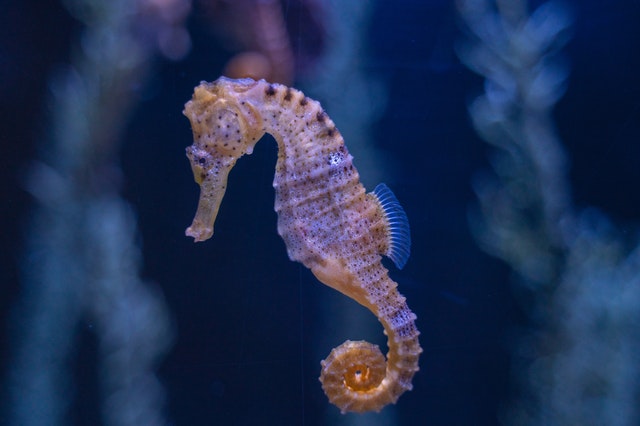 Movement Speed Of A Seahorse