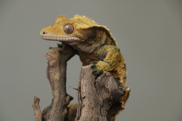 geckos eyes colors matching with woods