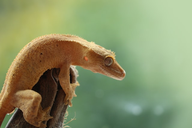 Geckos have adhesive toepads