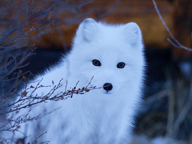 Arctic Fox - Appearance